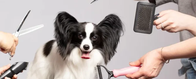 Dog Gromming