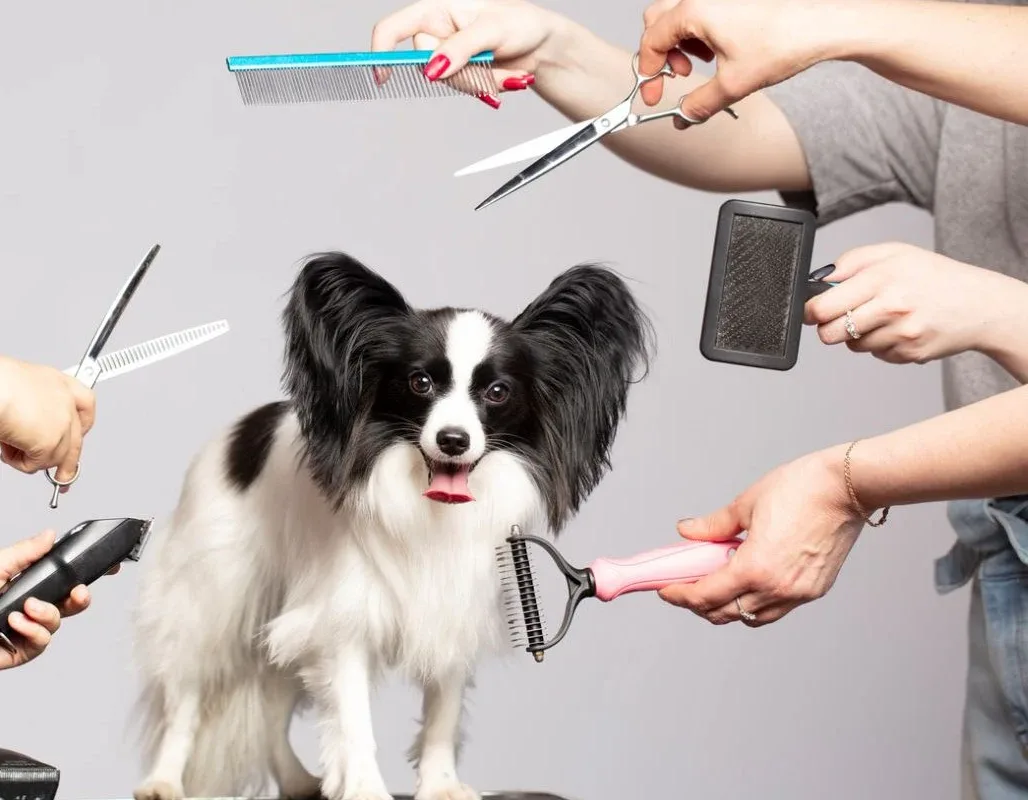 Dog Gromming