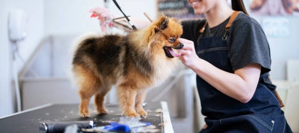 Dog Grooming Business Valuation